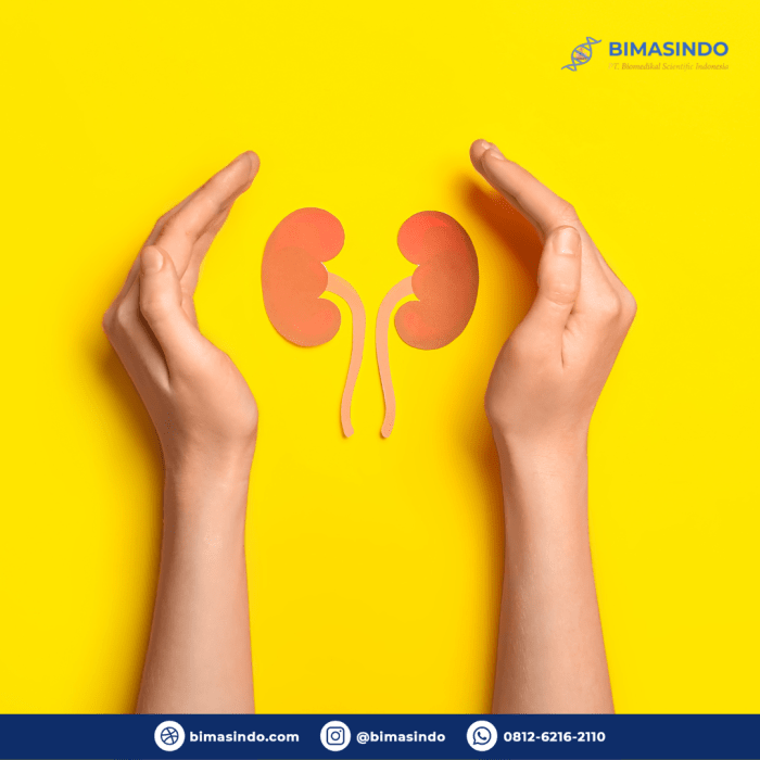 Gagal Ginjal Akut Misterius Pada Anak : Penyebab dan Gejala - Bimasindo Penyebab Gagal Ginjal dari Dosen Unusa: Tak Hanya Obat-obatan