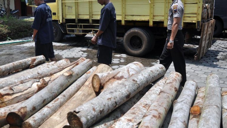 Kejagung Kisahkan Potensi Usut TPPU Pembalakan Liar Hutan Mentawai