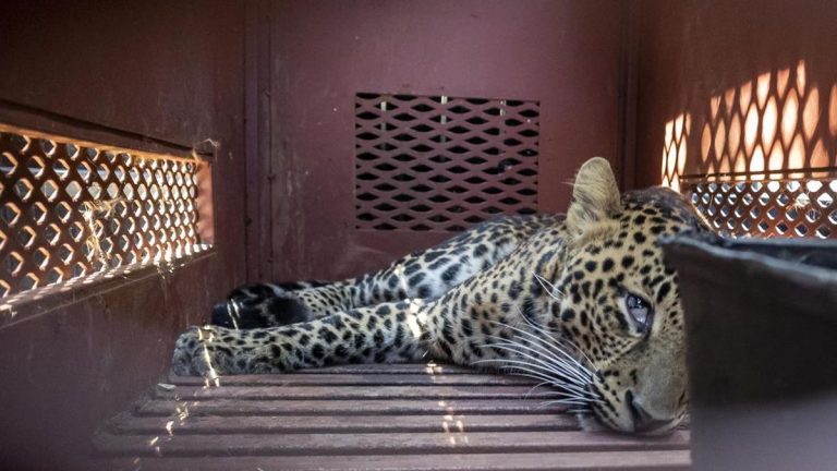 Macan Tutul Kini Dalam Kondisi Lemas dan Tidak Nafsu Makan