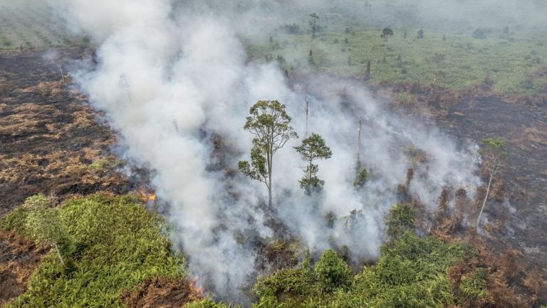 Karhutla di Lereng Gunung Batur Bali Mencapai Luas 9,8 Hektar